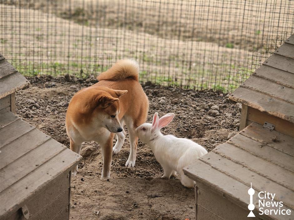 7 servizi accoglienti di pet sitting e pensione per animali domestici