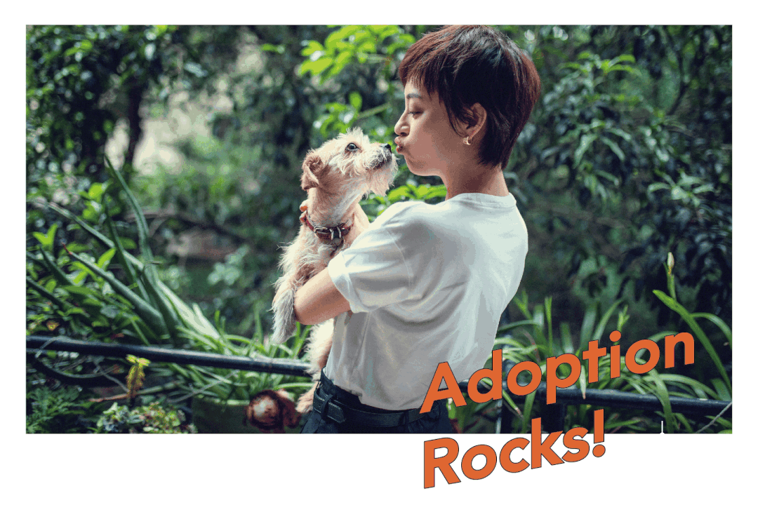 Un elenco di comunità per l’adozione di animali a Shanghai