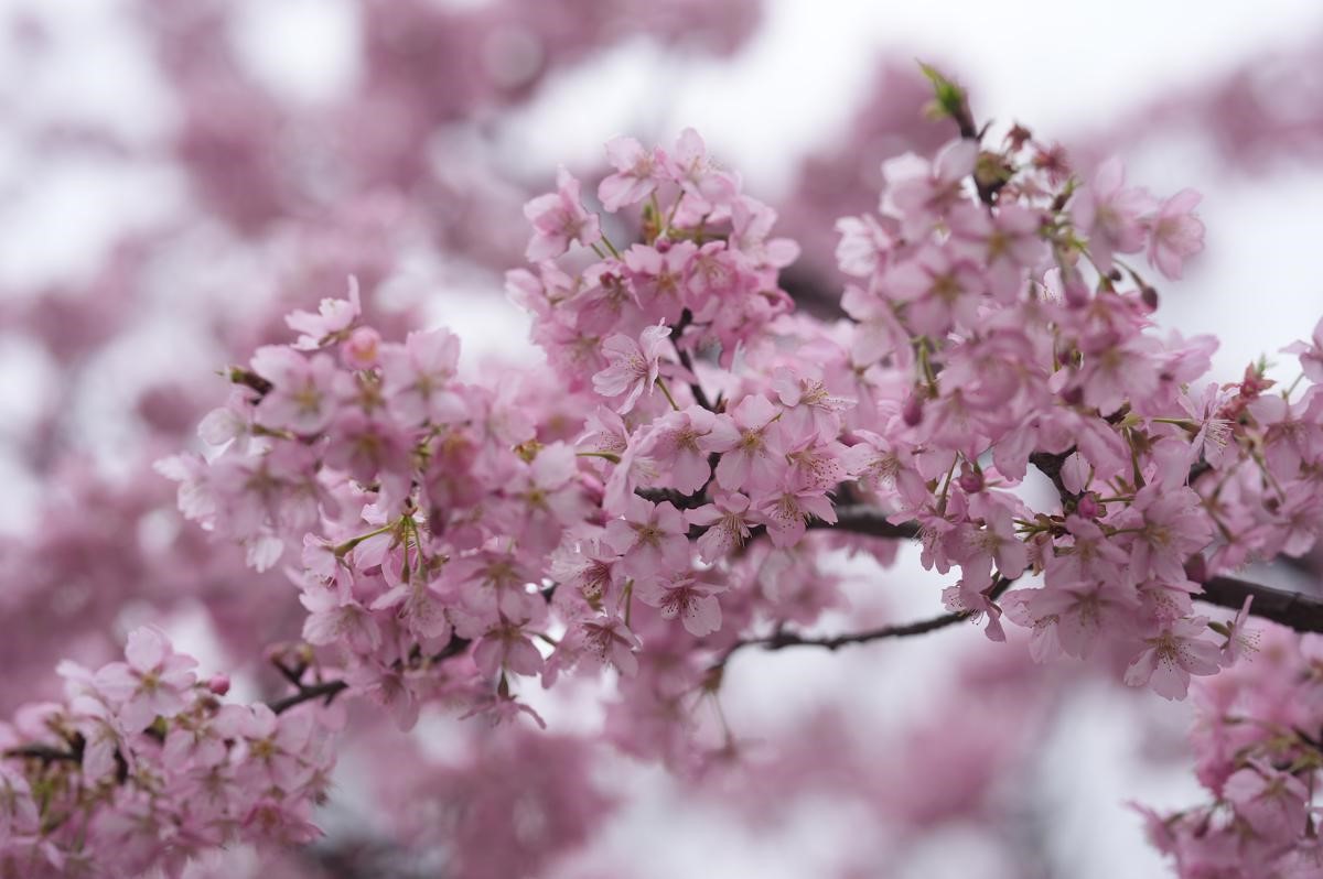 Ciliegi in fiore anche di sera: a Shanghai il festival illumina il parco Gucun