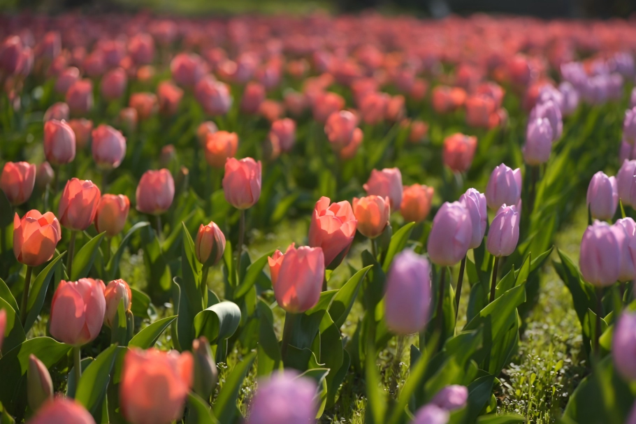 Cinque percorsi panoramici a piedi per ammirare le fioriture primaverili di Shanghai