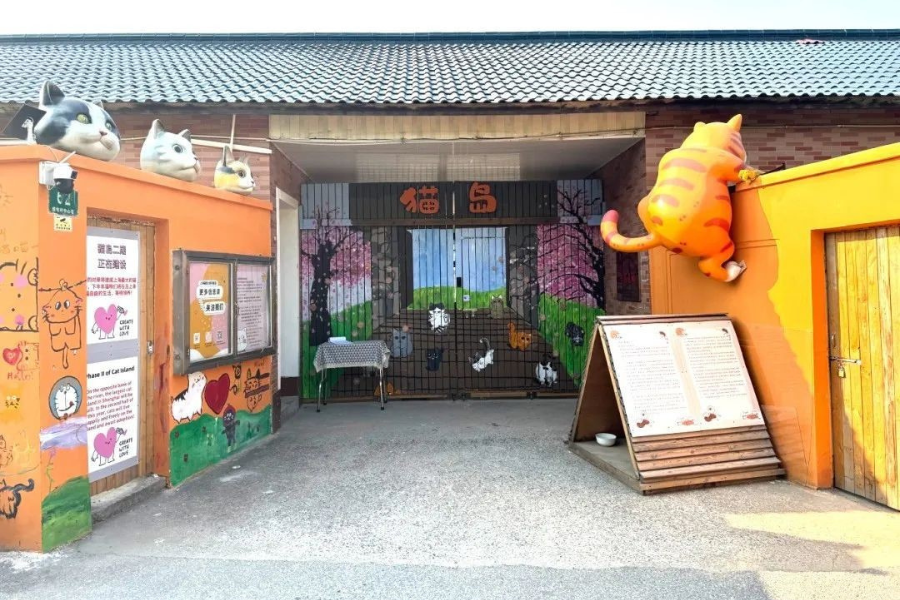 “L’isola dei gatti” di Shanghai: l’ex asilo-rifugio che salva 400 randagi