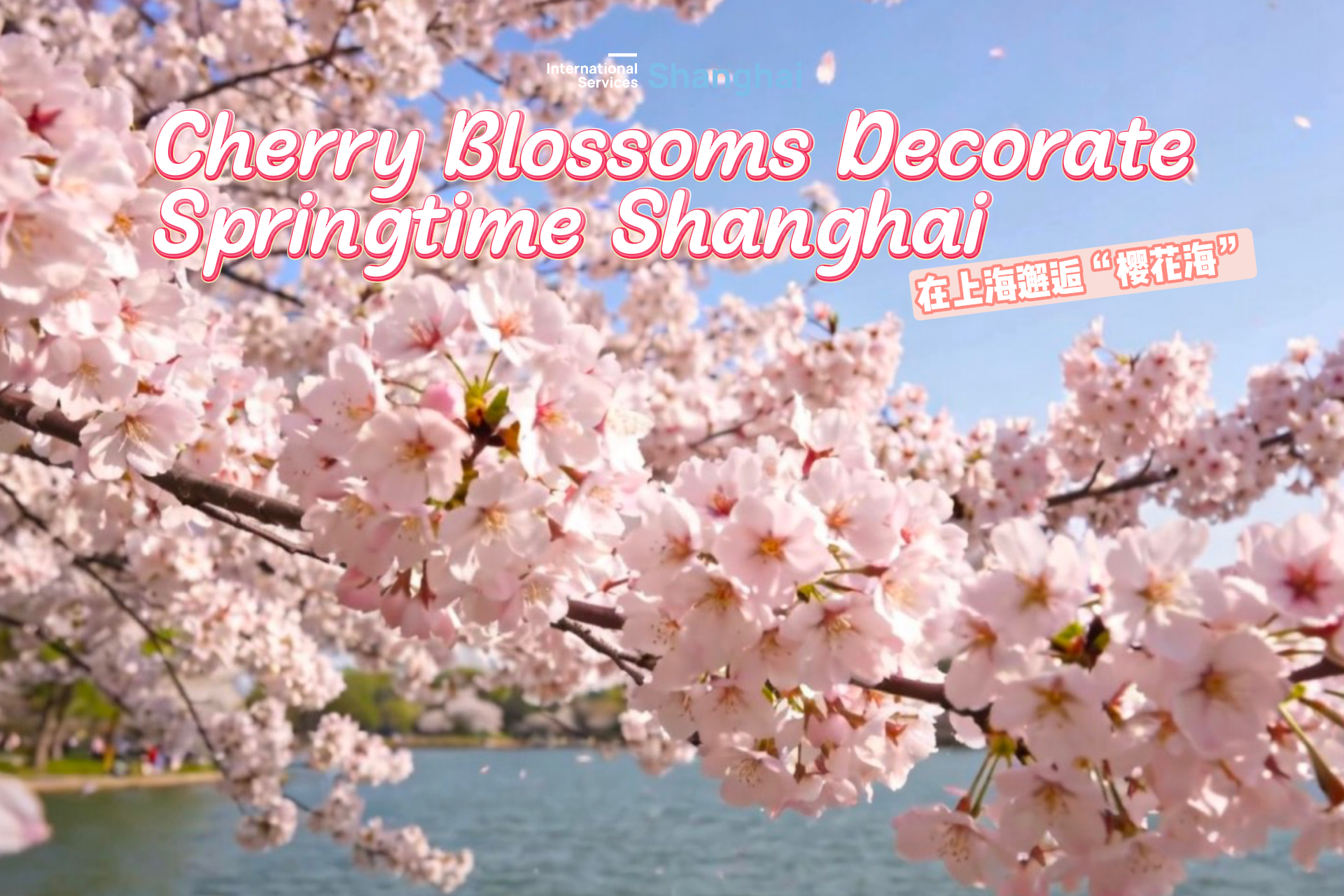 I fiori di ciliegio abbelliscono la primavera di Shanghai