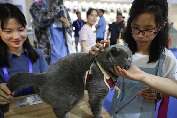 Shanghai: il boom dell'economia degli animali domestici